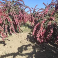 دانه کردن زرشک