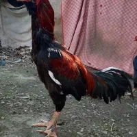 یک عدد خورس لاری ۱۷ ماهه ریش به همراه مرغ لاری