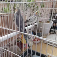 عروس هلندی
