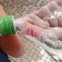 نر پلاکی وارداتی عراق|پرنده|کارون, |دیوار