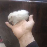 همسترموبلند