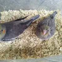 جوجه عروس هلندی