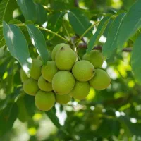 ـنهـال گرـدو زودبازده مخصوص باغداران تازه‌کار