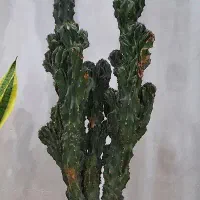 گل صخره ایی