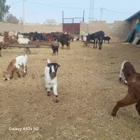 چند راس بزغاله دورگ خوشگل و سرحال|حیوانات مزرعه|ساوه, |دیوار