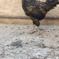 خروس محلی|حیوانات مزرعه|شیراز, دروازه قران|دیوار