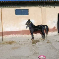 اسب کره نواه سام دکتر طاهری