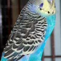 مرغ عشق ها همه سالم وسرحال جفت ۵۰۰