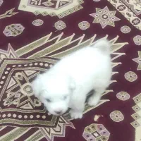 سگ پودل بچه|سگ|فردیس, سرحدی|دیوار