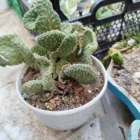 آدنیوم سایز ۶و ۸ قلمه پتوس ارتشی بونسای و کاکتوس|گل و گیاه طبیعی|یزد, |دیوار