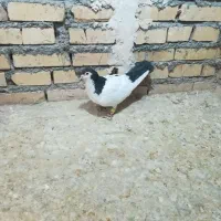 کفتر گرفتنی|پرنده|بجنورد, |دیوار