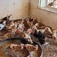 بوقلمون ۳ماهه بوربن برنز قیمت فقط دونه ای ۵۰۰|حیوانات مزرعه|کرمان, |دیوار