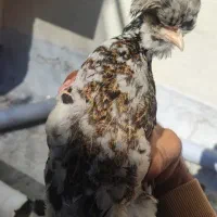 جوجه نیمچه، ریشو ،کاکلی و پا پر|حیوانات مزرعه|گلپایگان, |دیوار