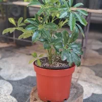 گیاه فیکوس لیراتا ، سانچزیا ،شفلرا ،بنجامین|گل و گیاه طبیعی|شیراز, شیخ روزبهان|دیوار