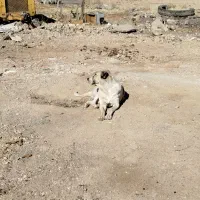 سگ سرابی اصیل|سگ|شهرکرد, |دیوار