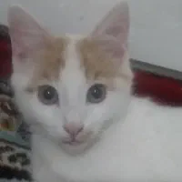 گربه|گربه|بومهن, |دیوار