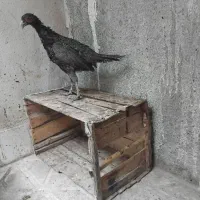 مرغ وخروس  خانگی یک جفت|پرنده|مشهد, کوشش|دیوار