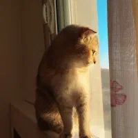 گربه اسکاتیش گلد