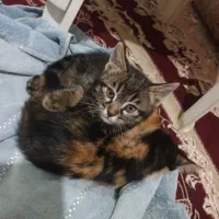 گربه های گوگلی