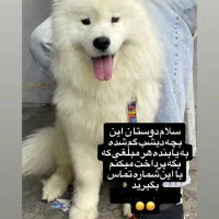 سگ گمشده
