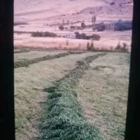 دو تن یونجه و گیاه قاطی