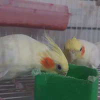 فروش جفت کوتوله و عروس هلندی خاص و زیبا|پرنده|فردوس (خراسان), |دیوار