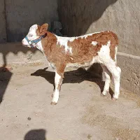 گوساله ماده سیمینتال شرابی جنس اصیل