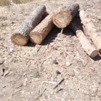 خرید و فروش نقدی  قطع و هرس درخت و چوب