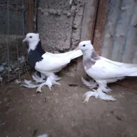 کبوتر طوقی پرپا بلند فروشی|پرنده|بابل, |دیوار