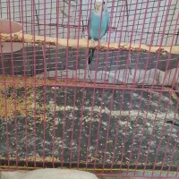 طوطی کتوله|پرنده|جیرفت, |دیوار