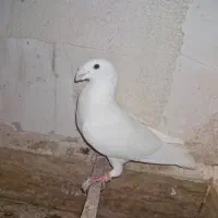 کبوتر هومر یا کله اسبی|پرنده|پرند, فاز ۴|دیوار