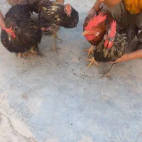 تعداد ۸ خروس ۷تا محلی وسالم ویکی لهستانی|حیوانات مزرعه|مسجد سلیمان, |دیوار