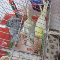 عروس هلندی