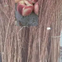 صنوبر و تمامی نهال های میـوه دار|خدمات باغبانی و درختکاری|ماسال, |دیوار