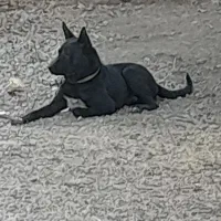 سگ نگهبان|سگ|اسلامآباد غرب, |دیوار