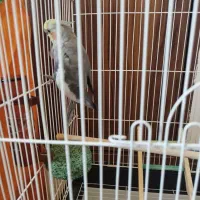 عروس هلندی نر معاوضه با ماده دستی