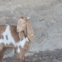 یک راس بزغاله ماده خوشکل گوش بلند قیمت مناسب|حیوانات مزرعه|کاشمر, |دیوار