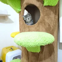 بچه گربه به اسم کلوچه