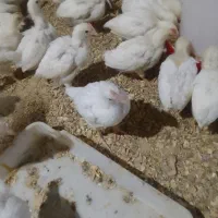 جوجه گوشتی راس ۳۰۸