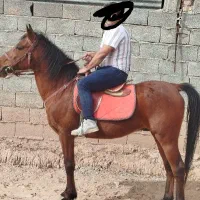 اسب نریون|اسب و تجهیزات اسبسواری|زرند, |دیوار