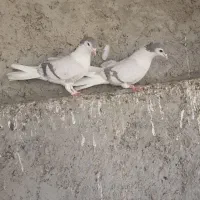 دمگیر|پرنده|خمینی‌شهر, |دیوار