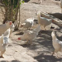 مرغ سفید|حیوانات مزرعه|بن, |دیوار