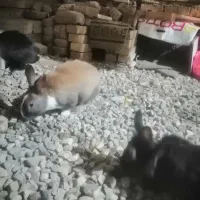 خرگوش دو عدد نر