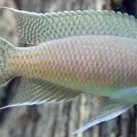 فروش و معاوضه