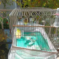 قناری نر گلستر معاوضه با قناری نر رسمی