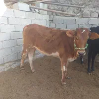 گوساله نر نافی و گوساله ماده|حیوانات مزرعه|زهک, |دیوار