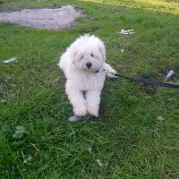 سگ شیتزو|سگ|شلمان, |دیوار