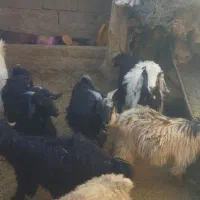 بزغاله .کهره .بز|حیوانات مزرعه|میانکوه, |دیوار