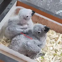 جوجه کاسکو ۳۰ روزه