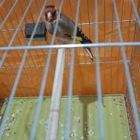 سهره چهار گل زیبا